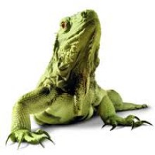 iguana4