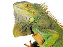imagespr0oiznh