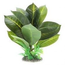 piante15